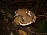 Ganoderma australe image