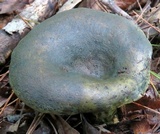 Lactarius atroviridis image