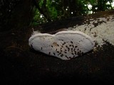 Ganoderma australe image
