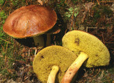 Aureoboletus auriporus image