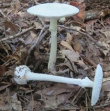 Amanita abrupta image