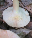 Lactarius chrysorrheus image