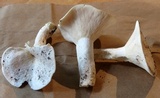 Lactarius piperatus image