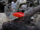 Sarcoscypha occidentalis image