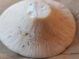 Lactarius piperatus image