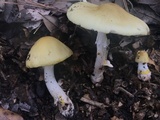 Amanita flavorubens image
