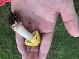 Amanita flavorubens image