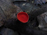 Sarcoscypha occidentalis image