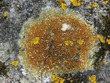 Caloplaca flavovirescens image