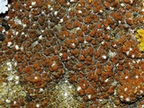 Caloplaca flavovirescens image