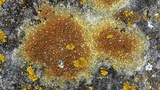 Caloplaca flavovirescens image