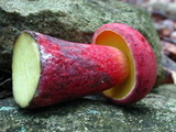 Boletochaete bicolor image