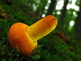 Russula flavida image