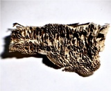 Antrodia heteromorpha image