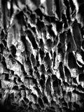 Antrodia heteromorpha image