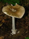 Amanita sect. Vaginatae image