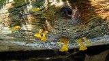 Guepiniopsis buccina image