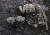 Cotylidia pannosa image