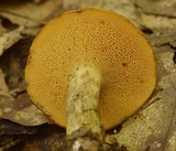 Suillus subaureus image