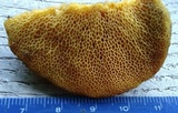 Suillus subaureus image