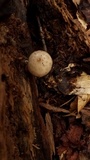 Oudemansiella platensis image