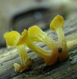 Guepiniopsis buccina image