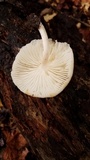 Oudemansiella platensis image