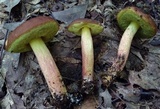 Leccinum rubropunctum image