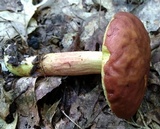 Leccinum rubropunctum image
