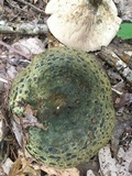 Lactarius atroviridis image