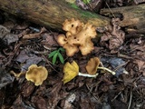 Pseudoarmillariella ectypoides image