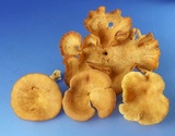 Pseudoarmillariella ectypoides image