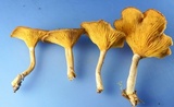 Pseudoarmillariella ectypoides image