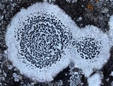 Porpidia speirea image