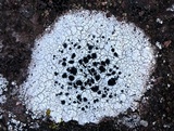 Porpidia speirea image