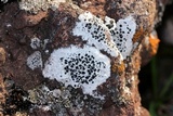 Porpidia speirea image