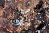 Porpidia speirea image