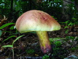 Boletochaete bicolor image