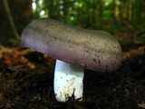 Russula variata image