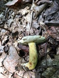Retiboletus griseus image