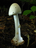 Amanita brunnescens image