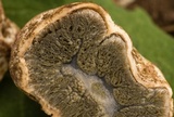 Hysterangium separabile image