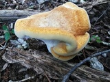 Bondarzewia berkeleyi image