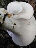 Bondarzewia berkeleyi image