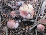 Hygrophorus erubescens image