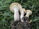 Hygrophorus erubescens image