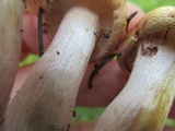 Hygrophorus erubescens image