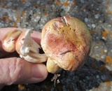 Hygrophorus erubescens image