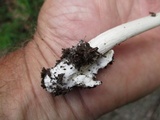 Amanita sect. Vaginatae image
