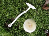 Amanita velatipes image